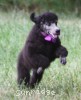 A photo of Sunridge Vision of a Twilight Princess, a silver standard poodle