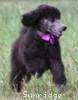 A photo of Sunridge Vision of a Twilight Princess, a silver standard poodle