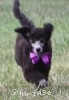 A photo of Sunridge Vision of a Twilight Princess, a silver standard poodle