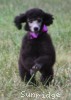 A photo of Sunridge Vision of a Twilight Princess, a silver standard poodle