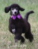 A photo of Sunridge Vision of a Twilight Princess, a silver standard poodle