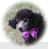 A photo of Sunridge Vision of a Twilight Princess, a silver standard poodle