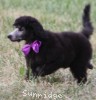 A photo of Sunridge Vision of a Twilight Princess, a silver standard poodle