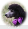 A photo of Sunridge Vision of a Twilight Princess, a silver standard poodle