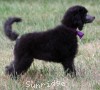 A photo of Sunridge Vision of a Twilight Princess, a silver standard poodle