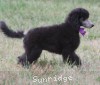 A photo of Sunridge Vision of a Twilight Princess, a silver standard poodle