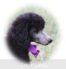 A photo of Sunridge Vision of a Twilight Princess, a silver standard poodle