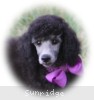 A photo of Sunridge Vision of a Twilight Princess, a silver standard poodle