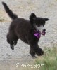 A photo of Sunridge Vision of a Twilight Princess, a silver standard poodle
