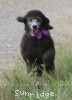 A photo of Sunridge Vision of a Twilight Princess, a silver standard poodle