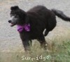 A photo of Sunridge Vision of a Twilight Princess, a silver standard poodle