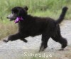 A photo of Sunridge Vision of a Twilight Princess, a silver standard poodle