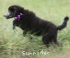 A photo of Sunridge Vision of a Twilight Princess, a silver standard poodle