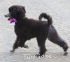 A photo of Sunridge Vision of a Twilight Princess, a silver standard poodle