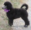 A photo of Sunridge Vision of a Twilight Princess, a silver standard poodle