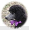 A photo of Sunridge Vision of a Twilight Princess, a silver standard poodle