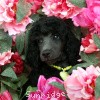 A photo of Sunridge Twilight Over Mount Bethel, a blue standard poodle