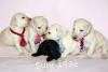 A photo of Sunridge Twilight Over Mount Bethel, a blue standard poodle