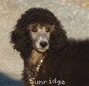 A photo of Sunridge Gallant Midnight Warrior, a silver standard poodle