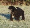 A photo of Sunridge Gallant Midnight Warrior, a silver standard poodle