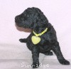 A photo of Sunridge Twilight Over Mount Bethel, a blue standard poodle