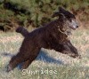 A photo of Sunridge Gallant Midnight Warrior, a silver standard poodle