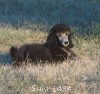 A picture of Sunridge Gallant Midnight Warrior, a silver standard poodle