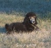 A photo of Sunridge Gallant Midnight Warrior, a silver standard poodle