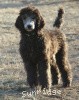 A photo of Sunridge Gallant Midnight Warrior, a silver standard poodle