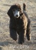 A photo of Sunridge Gallant Midnight Warrior, a silver standard poodle