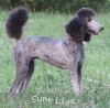 A photo of Sunridge Gallant Midnight Warrior, a silver standard poodle