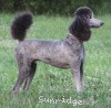 A photo of Sunridge Gallant Midnight Warrior, a silver standard poodle