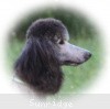 A photo of Sunridge Gallant Midnight Warrior, a silver standard poodle