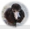 A photo of Sunridge Gallant Midnight Warrior, a silver standard poodle