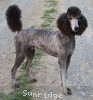 A picture of Sunridge Gallant Midnight Warrior, a silver standard poodle
