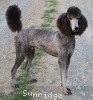 A photo of Sunridge Gallant Midnight Warrior, a silver standard poodle