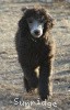 A photo of Sunridge Gallant Midnight Warrior, a silver standard poodle