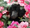 A photo of Sunridge Twilight Over Mount Bethel, a blue standard poodle