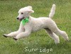 A photo of Sunridge Sweet Dreamz in the Moonlight, a white standard poodle