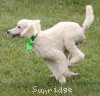 A photo of Sunridge Sweet Dreamz in the Moonlight, a white standard poodle