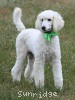 A photo of Sunridge Sweet Dreamz in the Moonlight, a white standard poodle