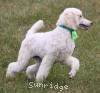 A picture of Sunridge Sweet Dreamz in the Moonlight, a white standard poodle