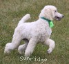 A photo of Sunridge Sweet Dreamz in the Moonlight, a white standard poodle