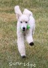 A photo of Sunridge Sweet Dreamz in the Moonlight, a white standard poodle