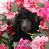 A photo of Sunridge Twilight Over Mount Bethel, a blue standard poodle