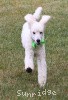 A photo of Sunridge Sweet Dreamz in the Moonlight, a white standard poodle