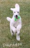 A photo of Sunridge Sweet Dreamz in the Moonlight, a white standard poodle