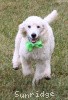 A photo of Sunridge Sweet Dreamz in the Moonlight, a white standard poodle