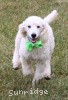 A photo of Sunridge Sweet Dreamz in the Moonlight, a white standard poodle