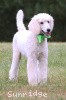 A photo of Sunridge Sweet Dreamz in the Moonlight, a white standard poodle